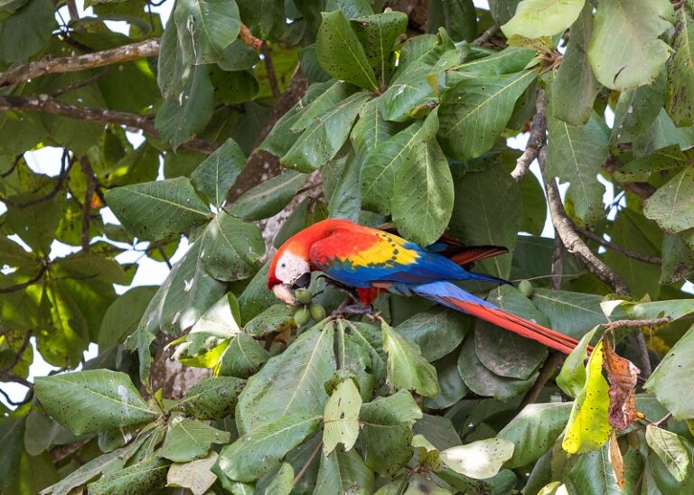 Farbenfrohes Costa Rica